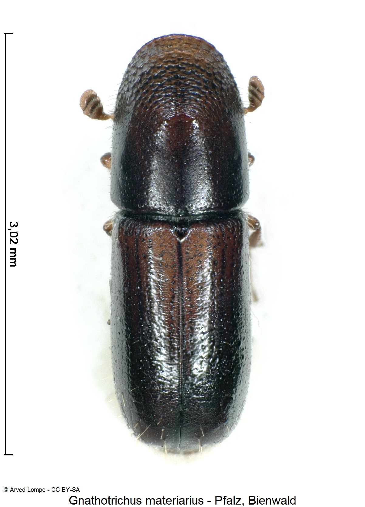 gnathotrichus_materiarius_ck23004_hab.jpg