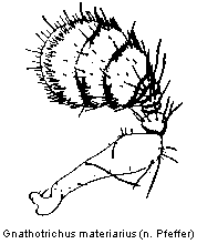 gnathotrichus_materiarius_f.gif