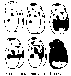 gonioctena_fornicata_var.gif