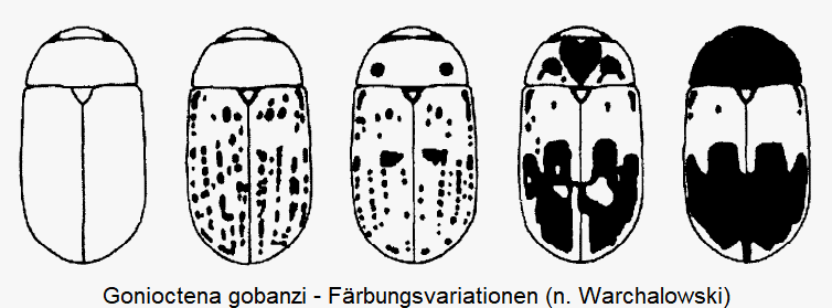 gonioctena_gobanzi_hab.gif