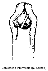 gonioctena_intermedia.gif