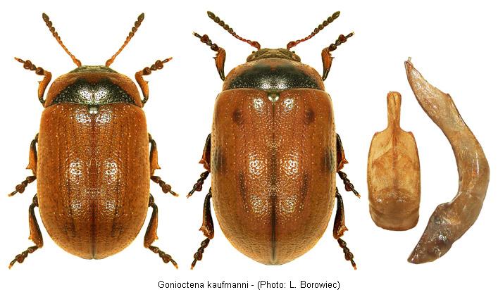 gonioctena_kaufmanni.jpg