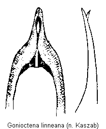 gonioctena_linneana.gif