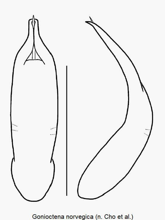 gonioctena_norvegica.gif