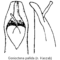 gonioctena_pallida.gif