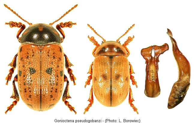 gonioctena_pseudogobanzi.jpg