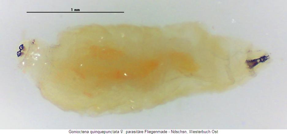 gonioctena_qinquepunctata_parasit.jpg