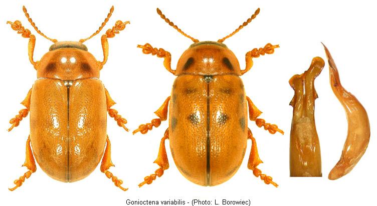 gonioctena_variabilis.jpg