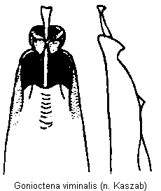 gonioctena_viminalis.gif