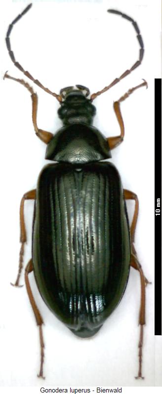 gonodera_luperus_hab.jpg