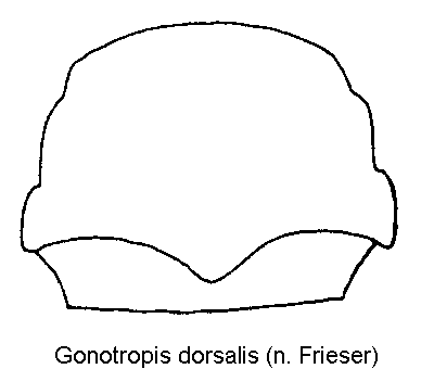 gonotropis_dorsalis_hsch.gif