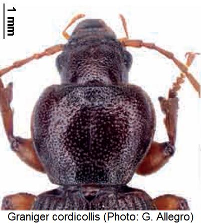 graniger_cordicollis_vk.jpg