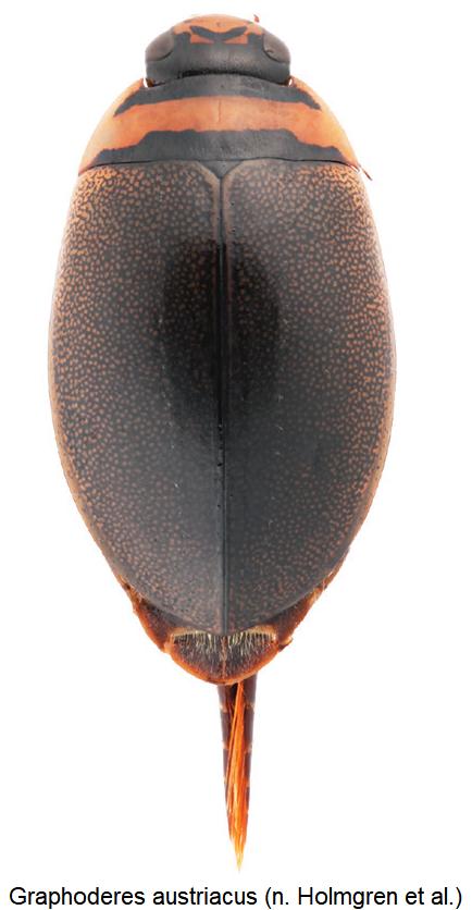 graphoderes_austriacus_hab.jpg