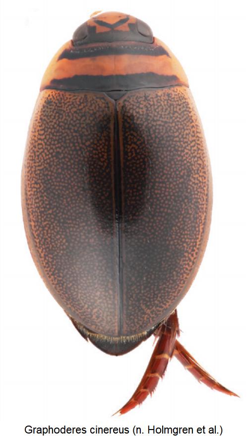 graphoderes_cinereus_hab.jpg