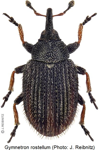 gymnetron_rostellum_hab.jpg