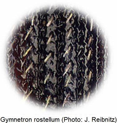 gymnetron_rostellum_ms.jpg