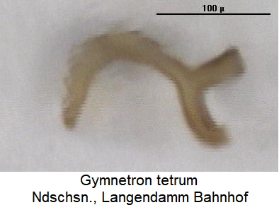gymnetron_tetrum_sperm.jpg