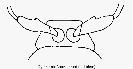 gymnetron_vorderbrust.gif