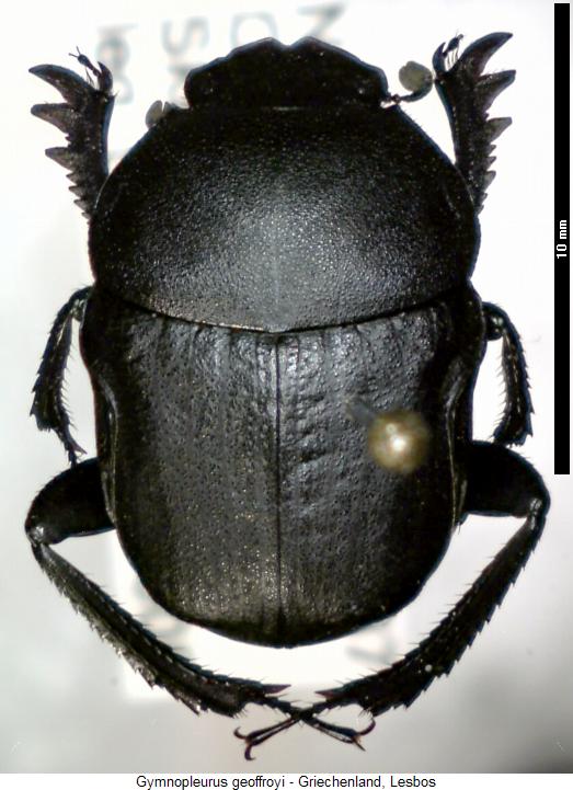 gymnopleurus_geoffroyi_hab.jpg