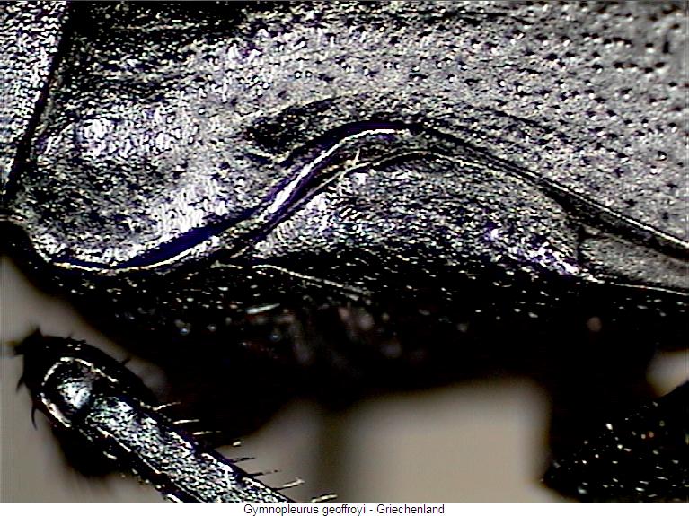 gymnopleurus_geoffroyi_sa.jpg