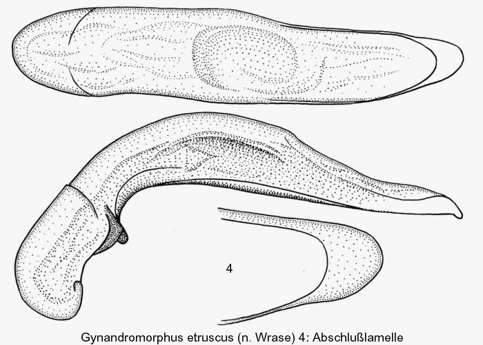 gynandromorphus_etruscus_aed.jpg