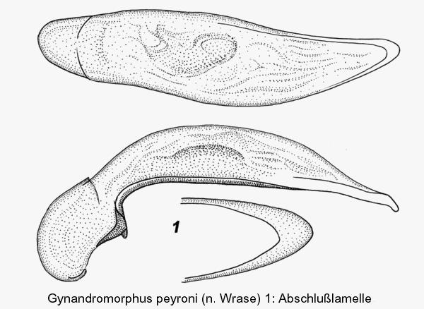 gynandromorphus_peyroni_aed.jpg
