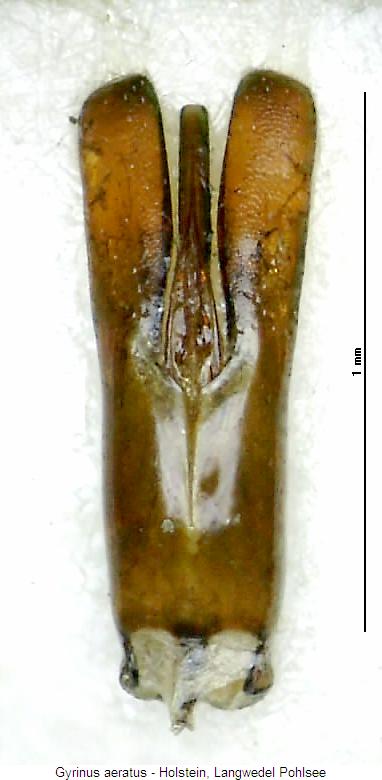 gyrinus_aeratus.jpg