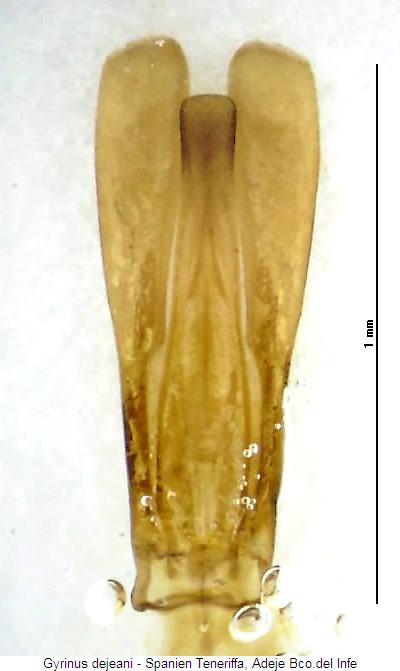 gyrinus_dejeani.jpg