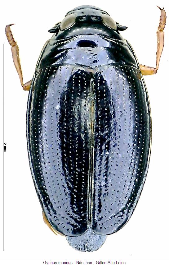 gyrinus_marinus_hab.jpg