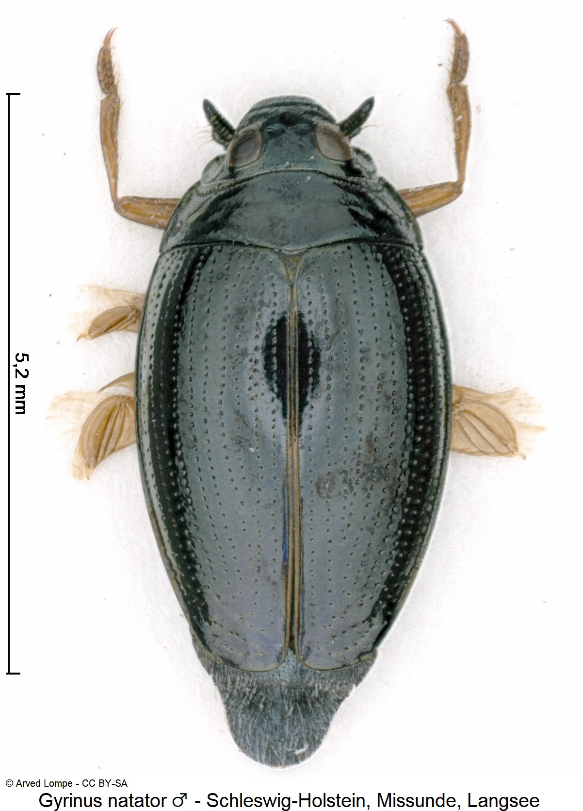 gyrinus_natator_m_ck37273829_hab.jpg