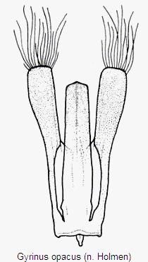 gyrinus_opacus.gif