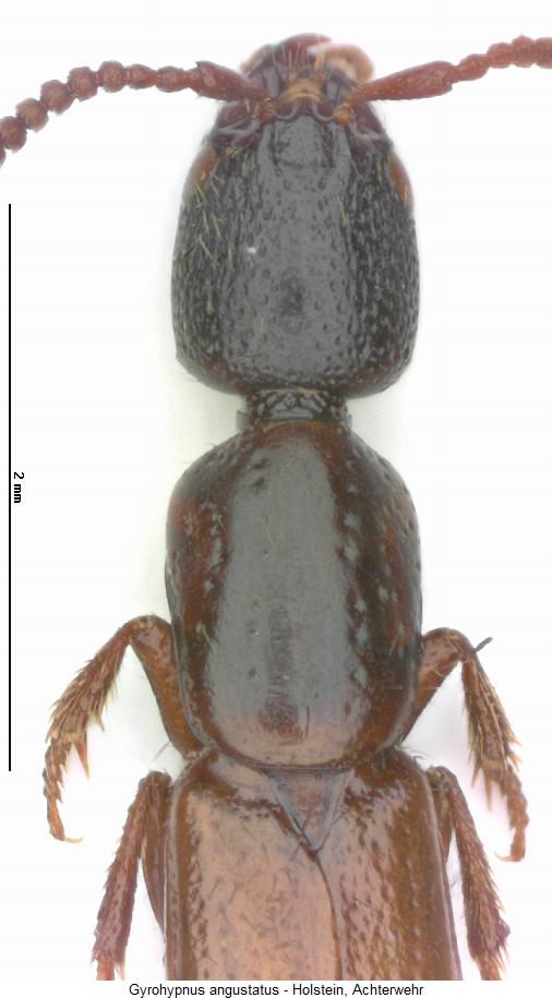 gyrohypnus_angustatus_vk.jpg