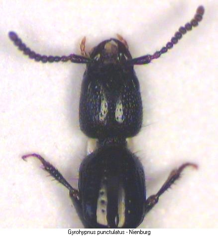 gyrohypnus_punctulatus_k.jpg