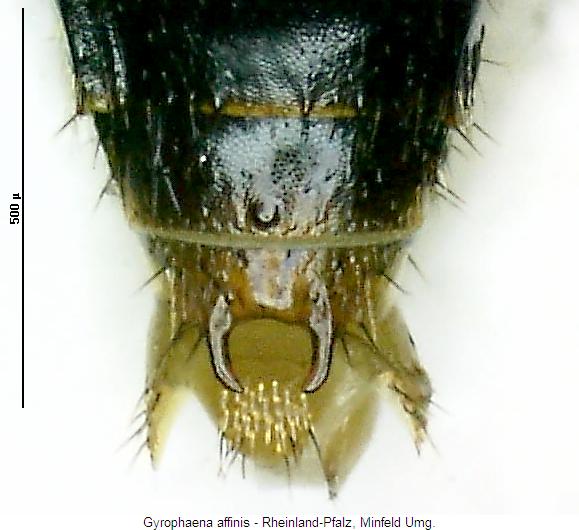 gyrophaena_affinis_hlb.jpg