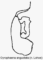 gyrophaena_angustata.gif