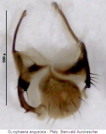 gyrophaena_angustata_sternite.jpg