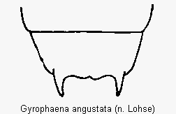 gyrophaena_angustata_terg.gif