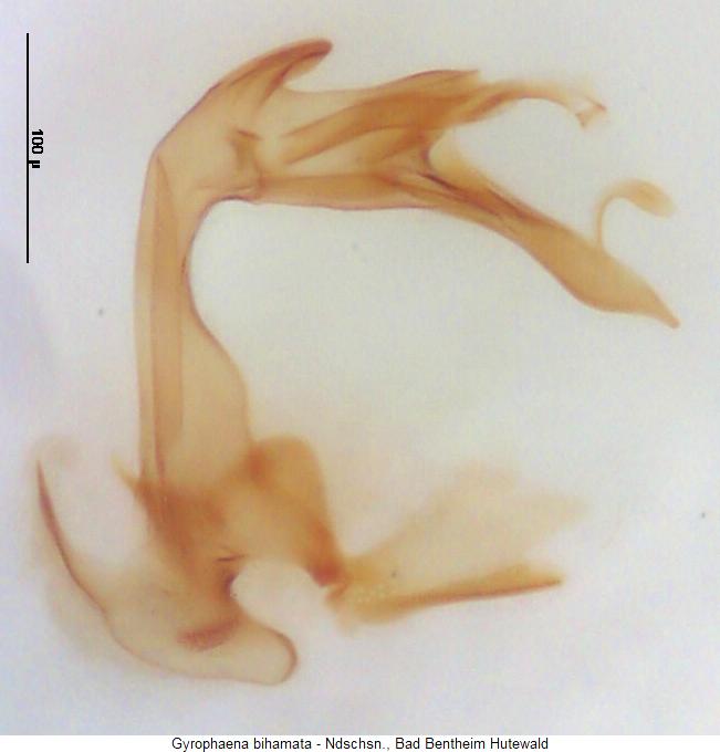 gyrophaena_bihamata1.jpg