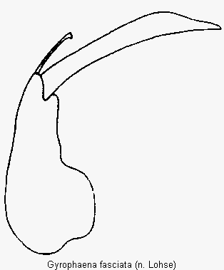 gyrophaena_fasciata.gif