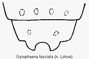 gyrophaena_fasciata_terg.gif