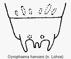 gyrophaena_hanseni_terg.gif