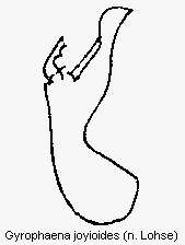 gyrophaena_joyioides.gif