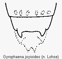 gyrophaena_joyioides_terg.gif