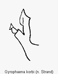 gyrophaena_korbi.gif