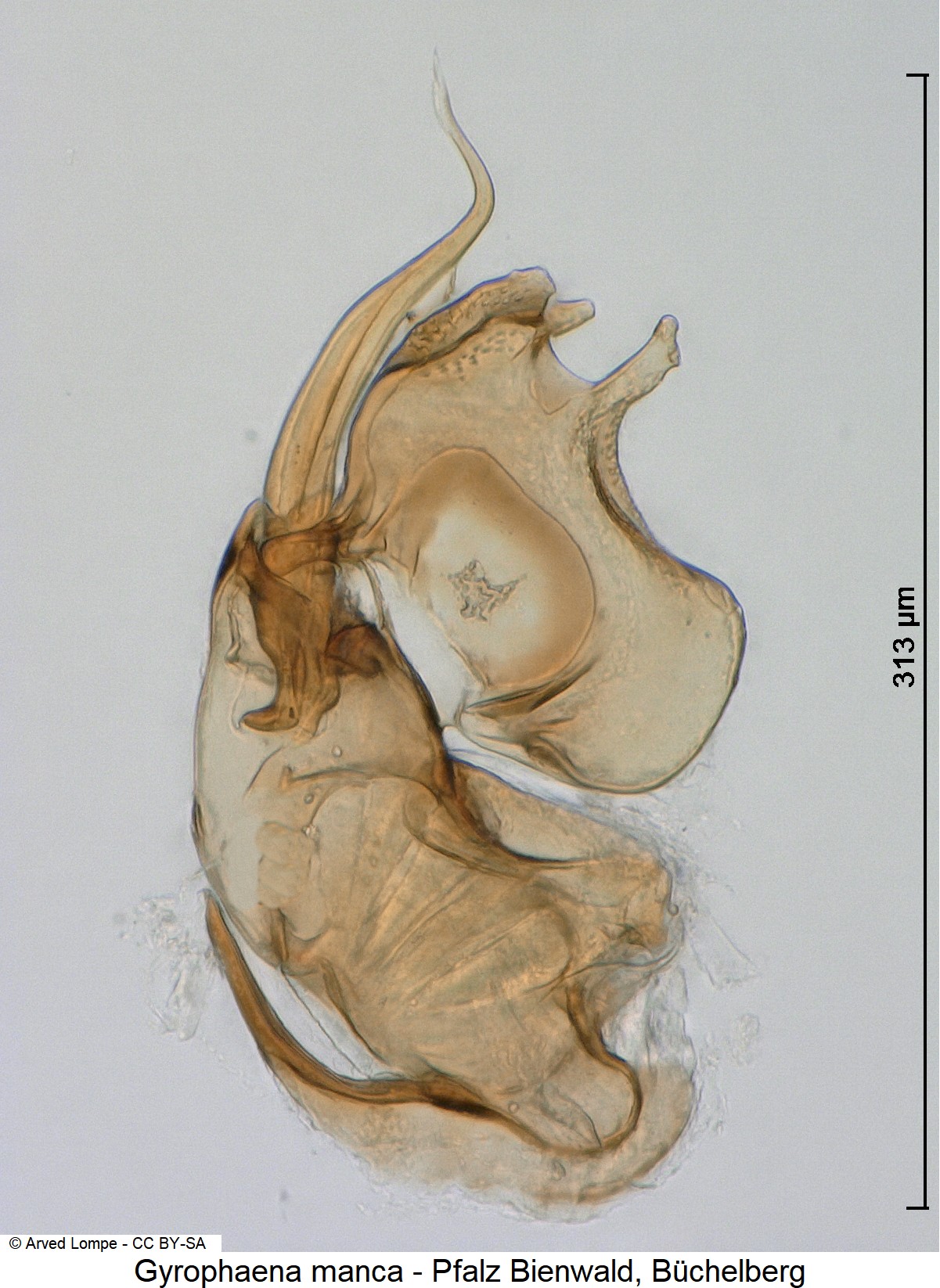 gyrophaena_manca_ck21809.jpg