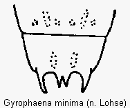 gyrophaena_minima_terg.gif