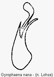 gyrophaena_nana.gif