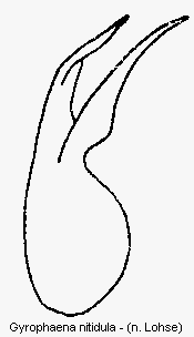 gyrophaena_nitidula.gif