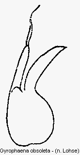 gyrophaena_obsoleta.gif