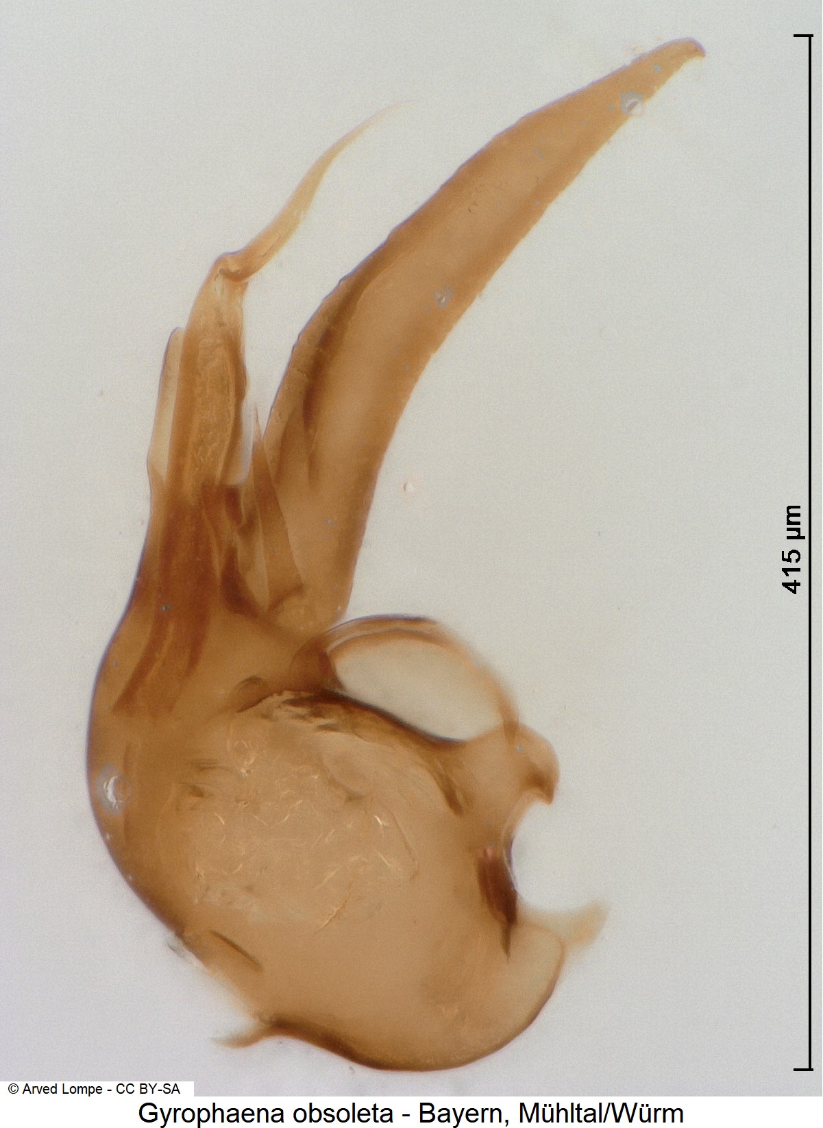 gyrophaena_obsoleta_ck20063.jpg